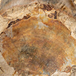 Giant Genuine Megalodon Shark Tooth in Matrix from Indonesia + Acrylic Display Stand