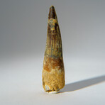 Genuine Mesosaurus Tooth in Display Case // 45 g