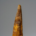 Genuine Mesosaurus Tooth in Display Case // 30.7 g