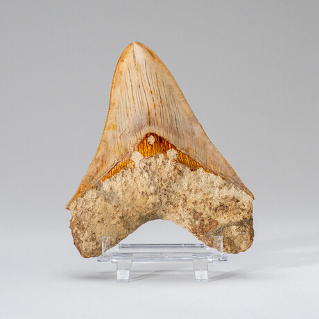 Large Genuine Megalodon Shark Tooth from Indonesia