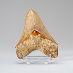 Large Genuine Megalodon Shark Tooth from Indonesia