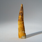 Genuine Mesosaurus Tooth in Display Case // 30.7 g