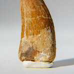 Genuine Carcharodontosaurus Tooth in Display Case // 16.1 g