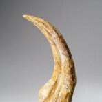 Genuine Spinosaurus Claw in Display Case // 190.5 g