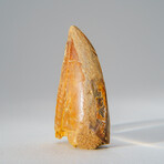 Genuine Carcharodontosaurus Tooth in Display Case // 39.3 g