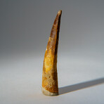 Genuine Mesosaurus Tooth in Display Case // 30.7 g