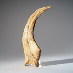 Genuine Spinosaurus Claw in Display Case // 190.5 g