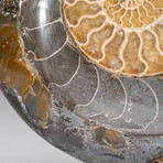 Genuine Polished Ammonite Fossil Dish