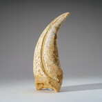Genuine Tyrannosaurus Rex Claw in Display Case