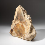 Giant Genuine Megalodon Shark Tooth in Matrix from Indonesia + Acrylic Display Stand