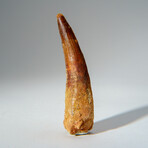 Genuine Mesosaurus Tooth in Display Case // 48 g