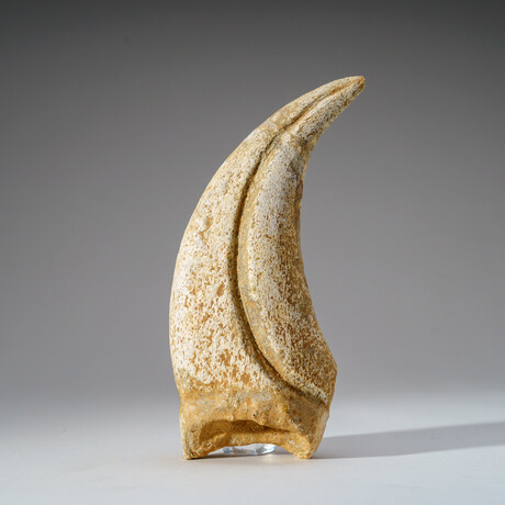 Genuine Tyrannosaurus Rex Claw in Display Case