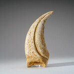 Genuine Tyrannosaurus Rex Claw in Display Case