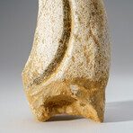 Genuine Tyrannosaurus Rex Claw in Display Case