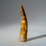 Genuine Mesosaurus Tooth in Display Case // 30.7 g