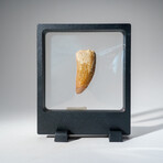 Genuine Carcharodontosaurus Tooth in Display Case // 16.1 g