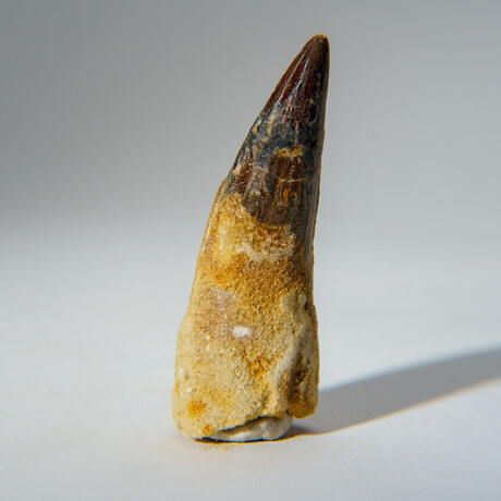 Genuine Mesosaurus Tooth in Display Case // 50 g