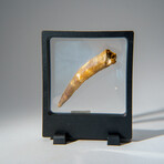 Genuine Mesosaurus Tooth in Display Case // 30.7 g