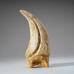 Genuine Tyrannosaurus Rex Claw in Display Case