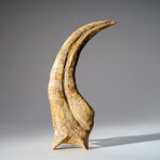 Genuine Spinosaurus Claw in Display Case // 190.5 g