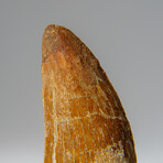 Genuine Carcharodontosaurus Tooth in Display Case // 16.1 g