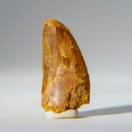 Genuine Carcharodontosaurus Tooth in Display Case // 15.4 g