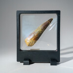 Genuine Mesosaurus Tooth in Display Case // 45 g