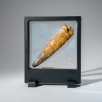 Genuine Mesosaurus Tooth in Display Case // 51.9 g