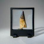 Genuine Mesosaurus Tooth in Display Case // 50 g