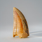 Genuine Carcharodontosaurus Tooth in Display Case // 39.3 g