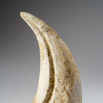 Genuine Tyrannosaurus Rex Claw in Display Case