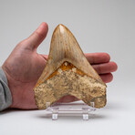 Large Genuine Megalodon Shark Tooth from Indonesia