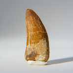 Genuine Carcharodontosaurus Tooth in Display Case // 16.1 g