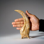 Genuine Spinosaurus Claw in Display Case // 190.5 g
