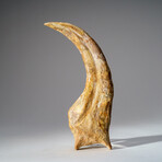 Genuine Spinosaurus Claw in Display Case // 190.5 g