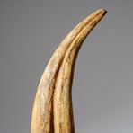 Genuine Spinosaurus Claw in Display Case // 108.1 g