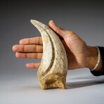 Genuine Tyrannosaurus Rex Claw in Display Case