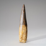 Genuine Mesosaurus Tooth in Display Case // 197.4 g