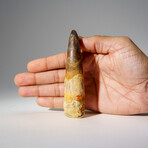 Genuine Mesosaurus Tooth in Display Case // 51.9 g