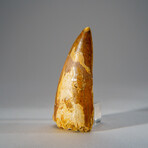 Genuine Carcharodontosaurus Tooth in Display Case // 52 g