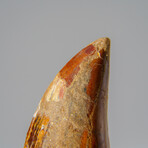 Genuine Carcharodontosaurus Tooth in Display Case // 39.3 g