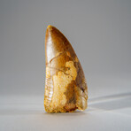 Genuine Carcharodontosaurus Tooth in Display Case // 52 g