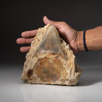 Giant Genuine Megalodon Shark Tooth in Matrix from Indonesia + Acrylic Display Stand