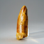 Genuine Carcharodontosaurus Tooth in Display Case // 35.8 g