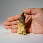 Genuine Mesosaurus Tooth in Display Case // 50 g