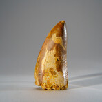 Genuine Carcharodontosaurus Tooth in Display Case // 52 g