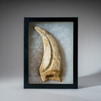Genuine Tyrannosaurus Rex Claw in Display Case
