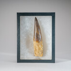 Genuine Mesosaurus Tooth in Display Case // 197.4 g