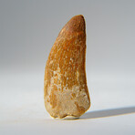 Genuine Carcharodontosaurus Tooth in Display Case // 16.1 g