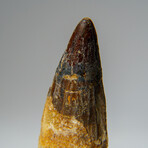 Genuine Mesosaurus Tooth in Display Case // 50 g